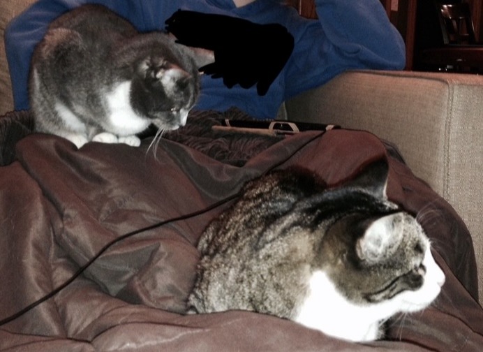 Image of two short-haired cats sitting next to each other. The cat in back is grey with a white stomach (Zelda) and the cat in the front is grey/black tabby with a white stomach (Kevin).