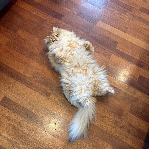 Image of a British short-hair cat named Boots that has long, pale orange and white fur. He is laying on his back on a dark wood floor staring up at the person taking the photo with a no brain cell, never done anything wrong in his life look in his eyes.
