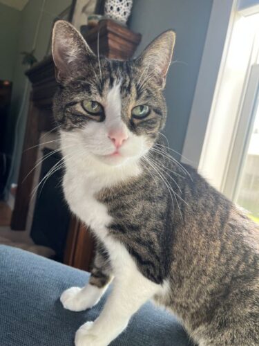 Image of a short haired tabby cat with a white belly and nose named Kevin. He is sitting on the arm of a blue couch looking very sophisticated and like he thinks he's better than everyone.